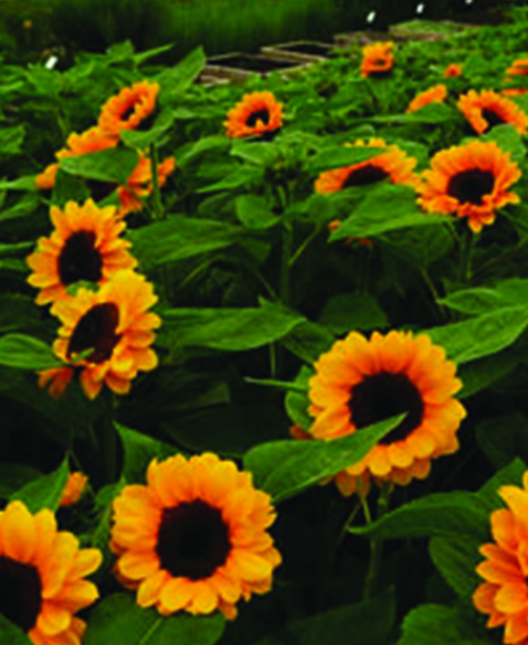 Girasole